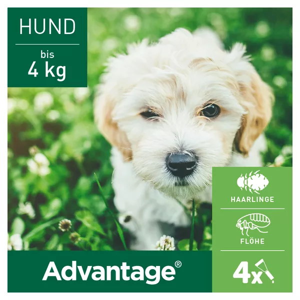 Advantage 40 für Hunde bis 4 kg 4 St